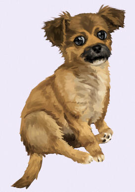 Animal
